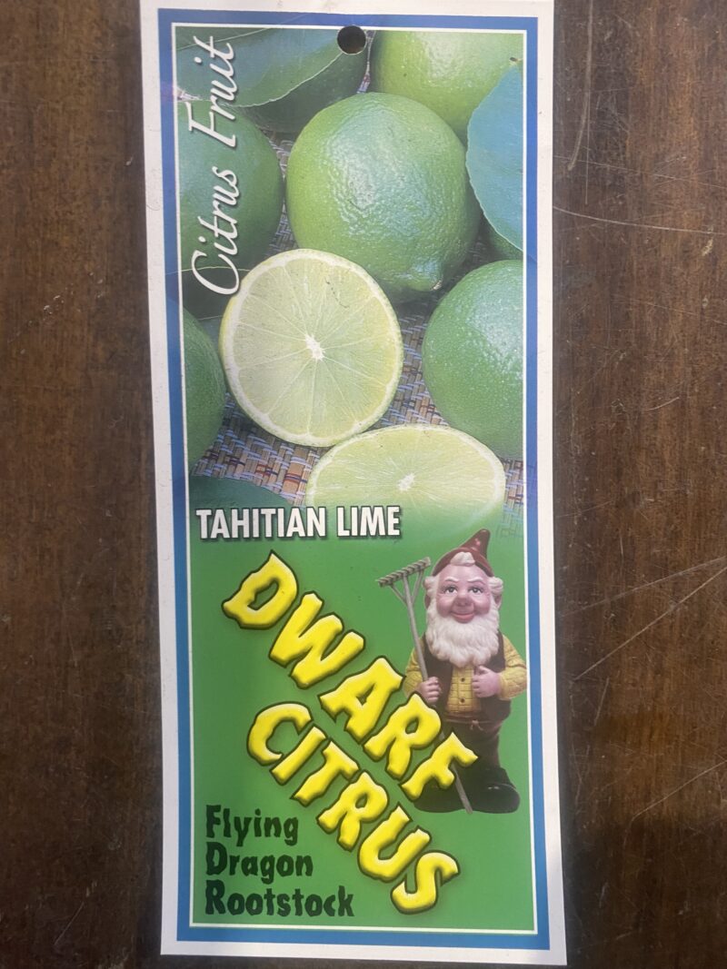 Dwarf Lime (Tahitian Lime) - Image 2