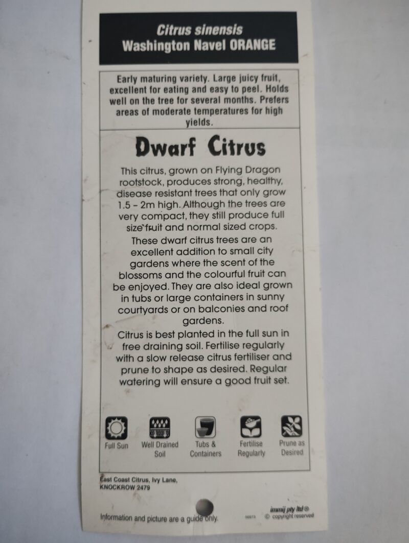 Dwarf Washington Navel Orange - Image 3