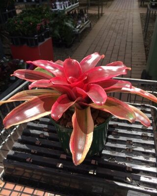 Neoregelia Dwarf 'Albo'