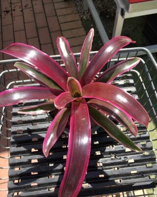 Neoregelia Dwarf 'Purple Prince'