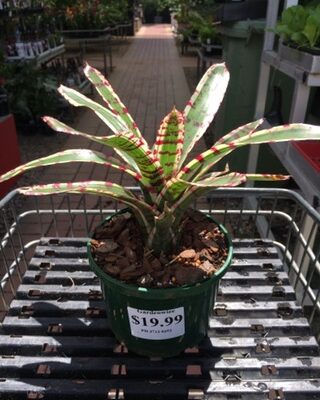 Neoregelia Dwarf 'White Stripe'