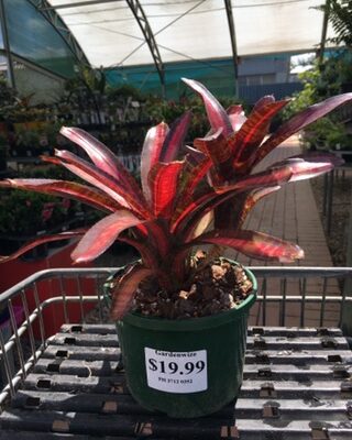 Neoregelia Dwarf 'Avante Guard'