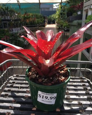 Neoregelia Dwarf 'Red Splash'