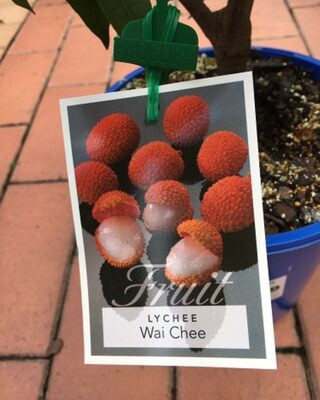 Lychee Wai Chee