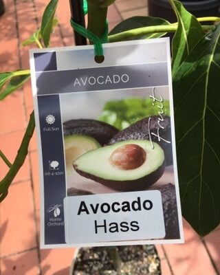 Avocado Hass