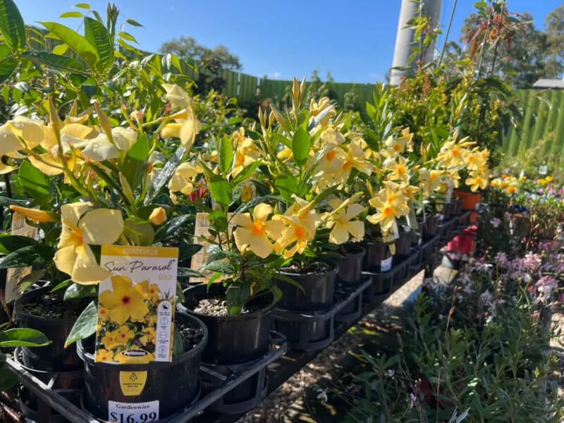 Mandevilla Sun Parasol- Gold - Image 3