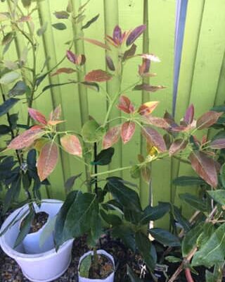 Avocado Shephard