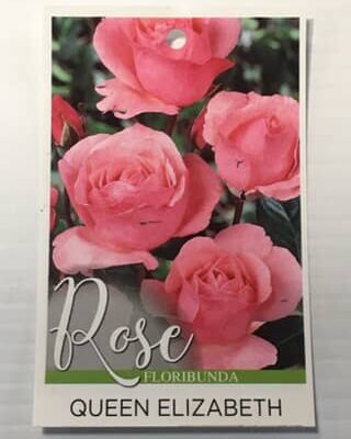 Rose Queen Elizabeth