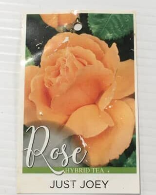 Rose Just Joey