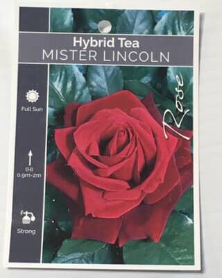 Rose Mister Lincoln