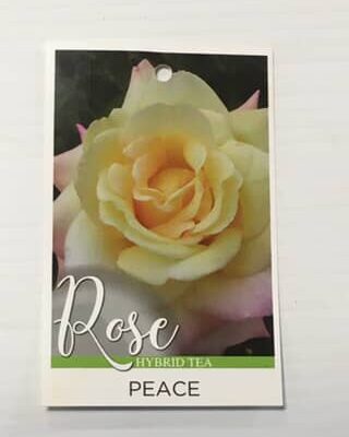 Rose Peace