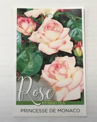 Rose Princesse De Monaco